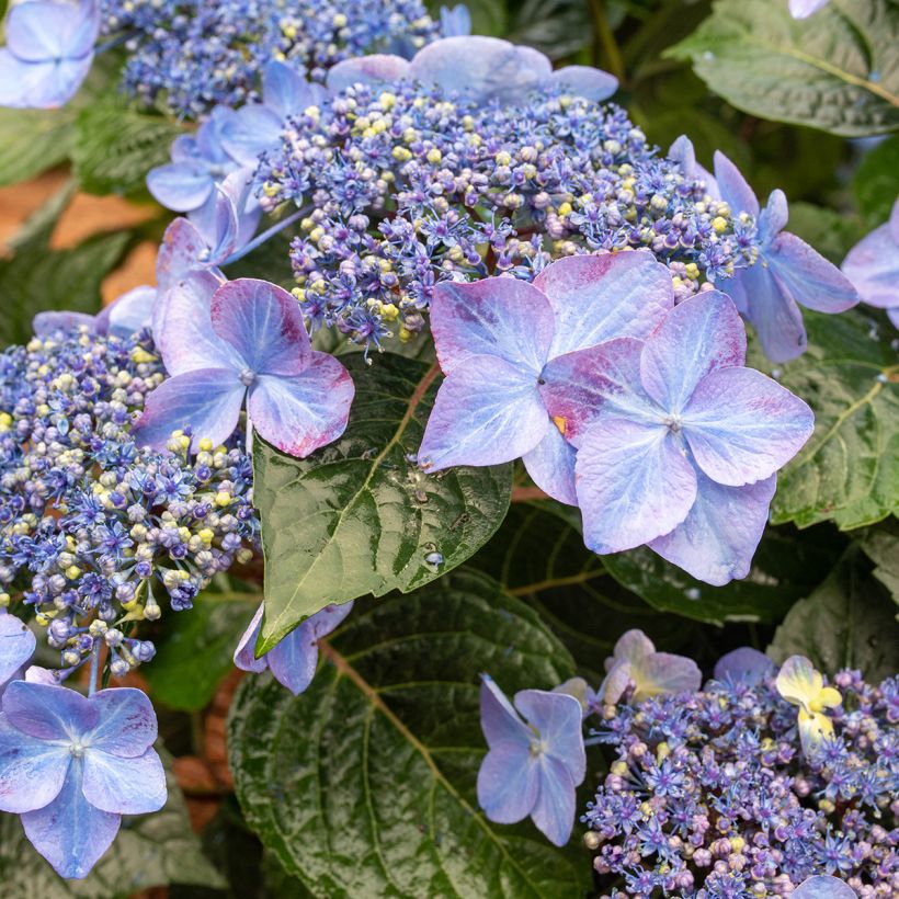 Hortensia - Hydrangea Endless Summer Pop Star (rose) (Bloei)