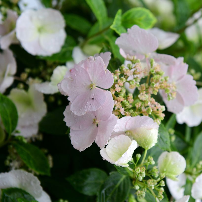 Hydrangea Runaway Bride Snow White - Guirlande hortensia (Bloei)