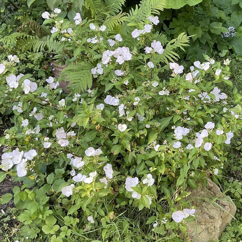 Hydrangea Runaway Bride Snow White - Guirlande hortensia (Groeiplaats)