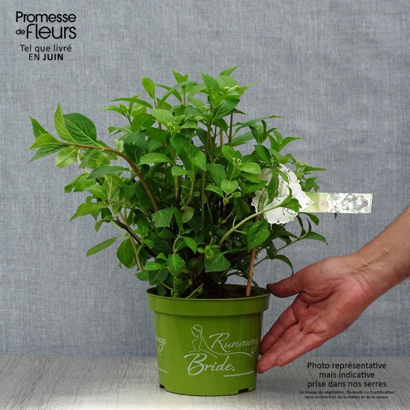 Exemplaar van Hydrangea Runaway Bride Snow White - Guirlande hortensia Pot van 1,5 l/2 l zoals geleverd in de zomer