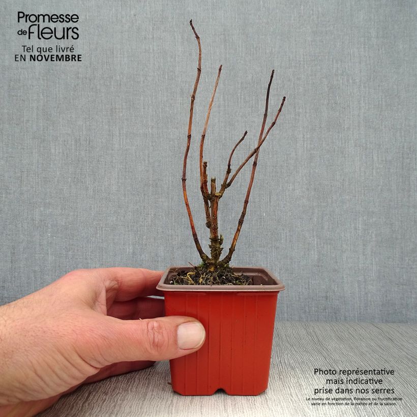 Exemplaar van Hydrangea arborescens Annabelle - Sneeuwballenhortensia Kweekpotje van 8/9 cm zoals geleverd in de herfst