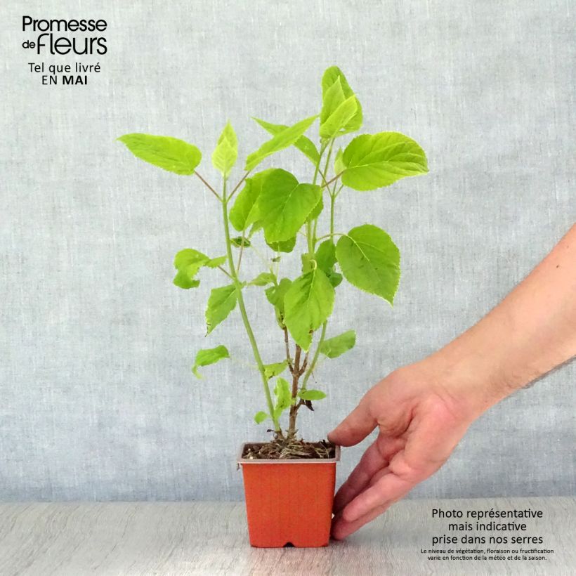 Exemplaar van Hydrangea arborescens Annabelle - Sneeuwballenhortensia Kweekpotje van 8/9 cm zoals geleverd in de lente