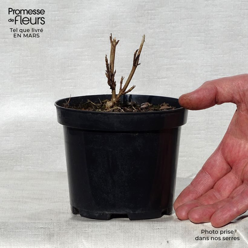 Exemplaar van Hydrangea arborescens Annabelle - Sneeuwballenhortensia Pot van 12 cm / 13 cm zoals geleverd in de lente