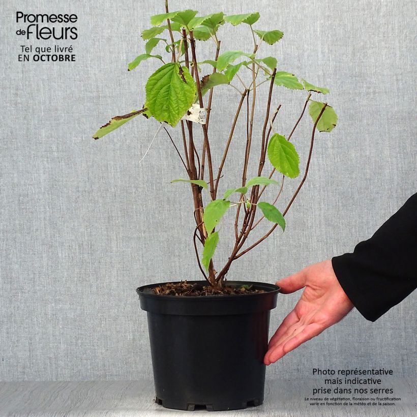 Exemplaar van Hydrangea arborescens Candybelle Bubblegum - sneeuwballenhortensia Pot van 3 l/4 l zoals geleverd in de herfst
