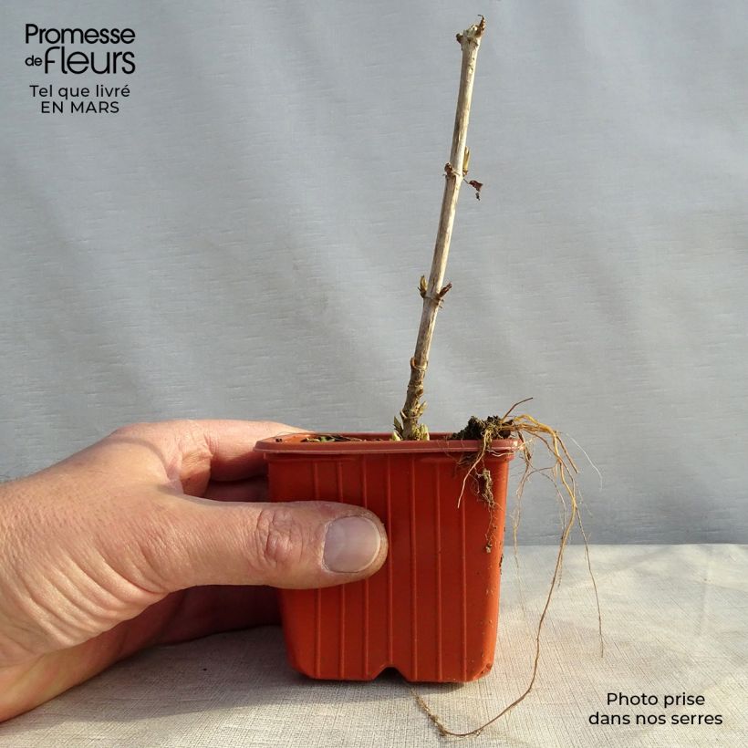 Exemplaar van Hydrangea arborescens Golden Annabelle - struikhortensia Kweekpotje van 8/9 cm zoals geleverd in de lente