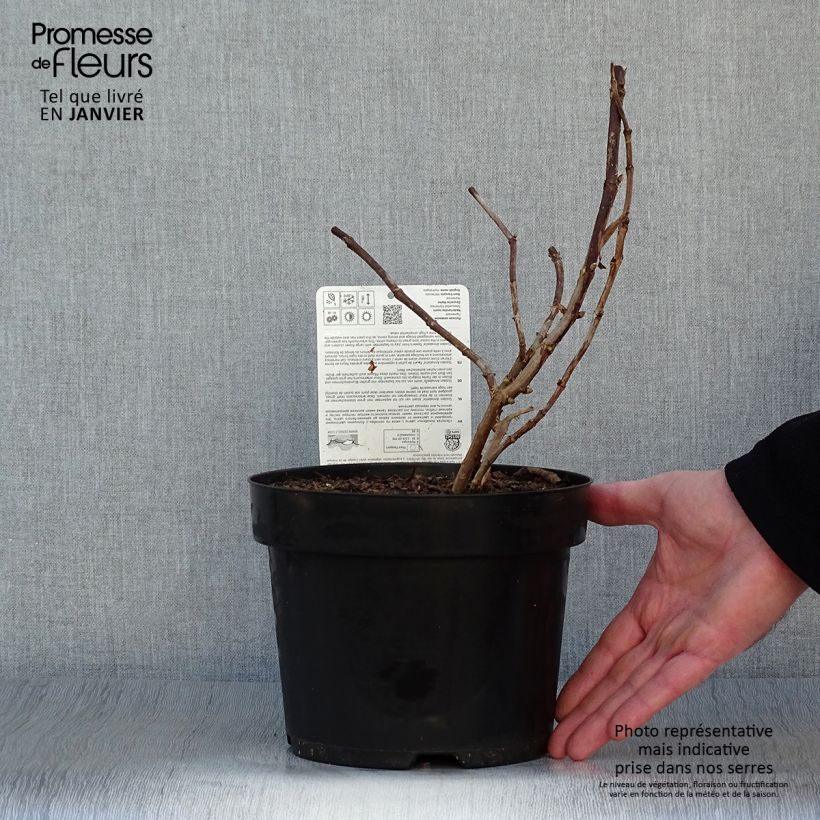 Exemplaar van Hydrangea arborescens Golden Annabelle - struikhortensia Pot van 3 l/4 l zoals geleverd in de winter