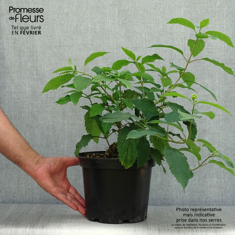 Exemplaar van Hydrangea arborescens Hayes Starbust - struikhortensia Pot van 3 l/4 l zoals geleverd in de herfst