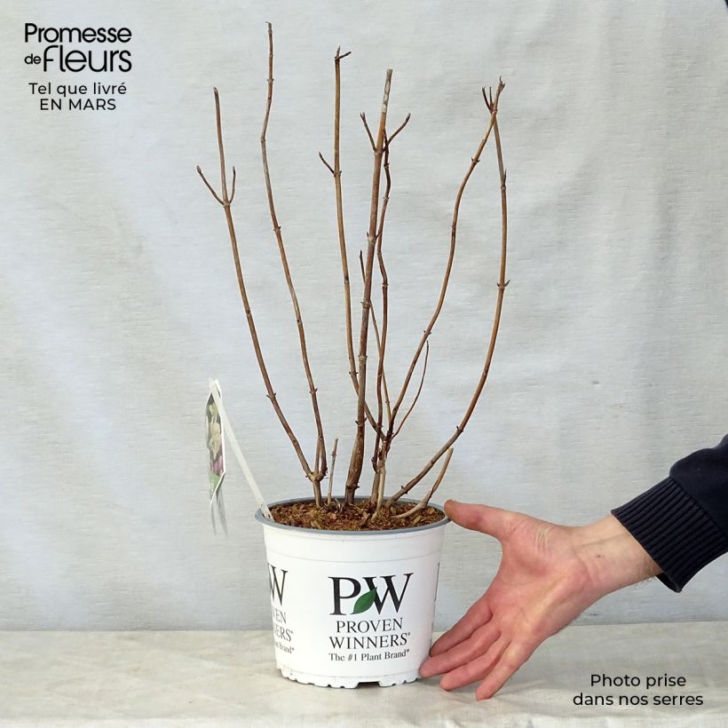 Exemplaar van Hydrangea arborescens Lime Rickey bio - struikhortensia Pot van 2 l/3 l zoals geleverd in de lente