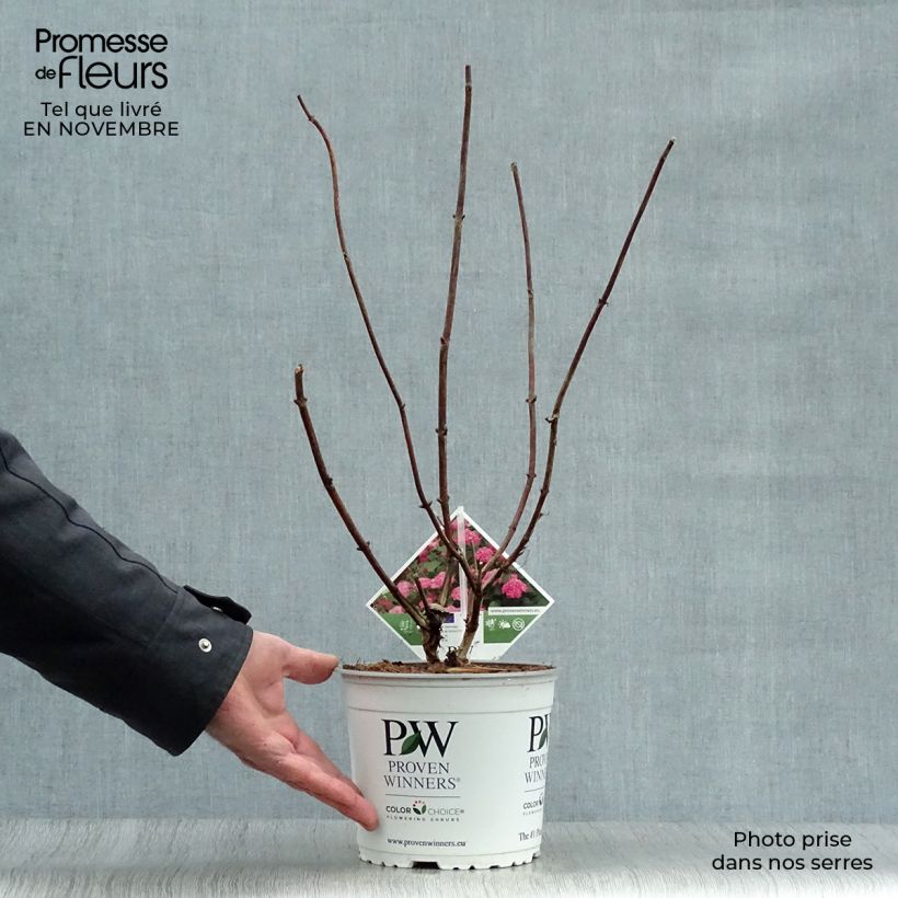 Exemplaar van Hydrangea arborescens Pink Annabelle - struikhortensia Pot van 2 l/3 l zoals geleverd in de herfst