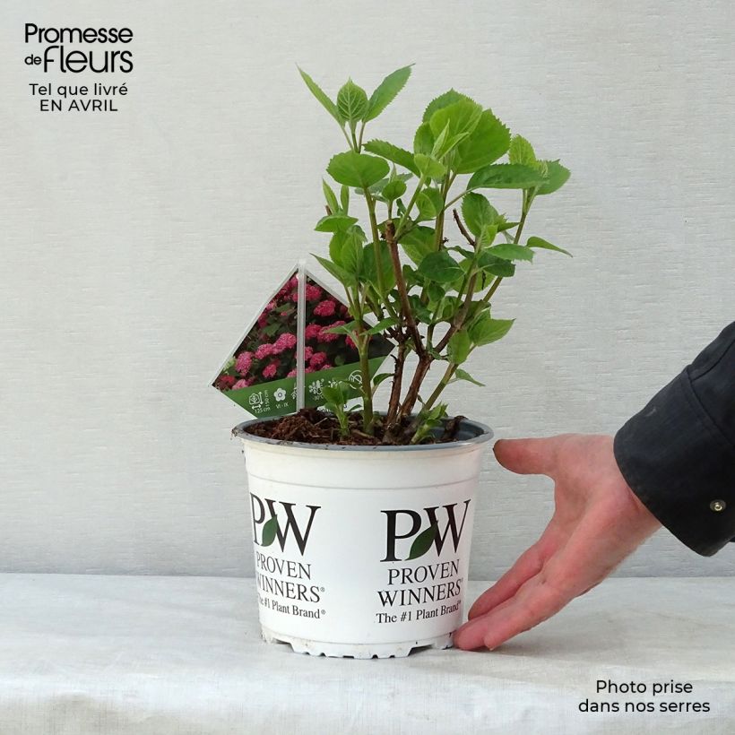 Exemplaar van Hydrangea arborescens Pink Annabelle - struikhortensia Pot van 2 l/3 l zoals geleverd in de lente