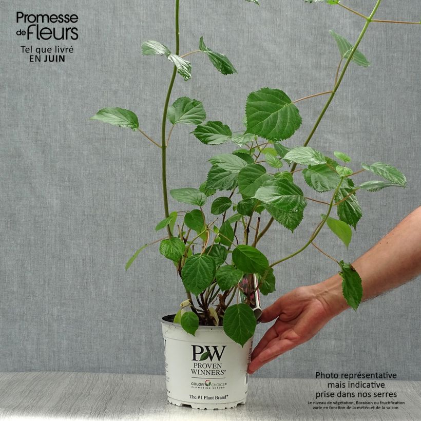 Exemplaar van Hydrangea arborescens Pink Annabelle - struikhortensia Pot van 2 l/3 l zoals geleverd in de zomer