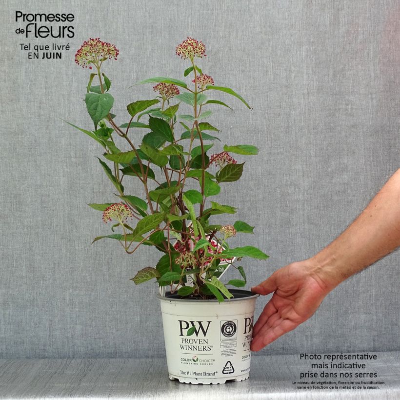 Exemplaar van Hydrangea arborescens Ruby Annabelle - struikhortensia Pot van 2 l/3 l, Struik zoals geleverd in de zomer