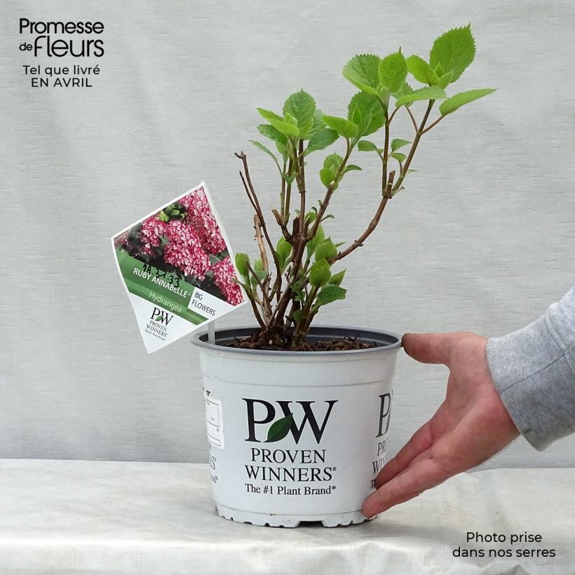 Exemplaar van Hydrangea arborescens Ruby Annabelle - struikhortensia Pot van 2 l/3 l, Struik zoals geleverd in de lente