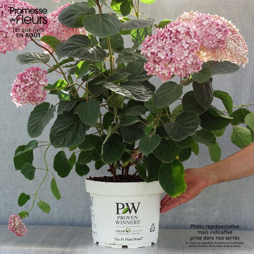 Exemplaar van Hydrangea arborescens Ruby Annabelle - struikhortensia Pot van 4 l/5 l zoals geleverd in de zomer