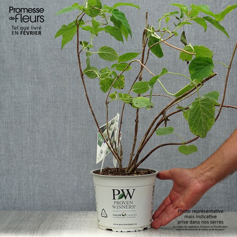 Exemplaar van Sneeuwballenhortensia Strong Annabelle Incrediball Pot van 2 l/3 l, Struik zoals geleverd in de herfst