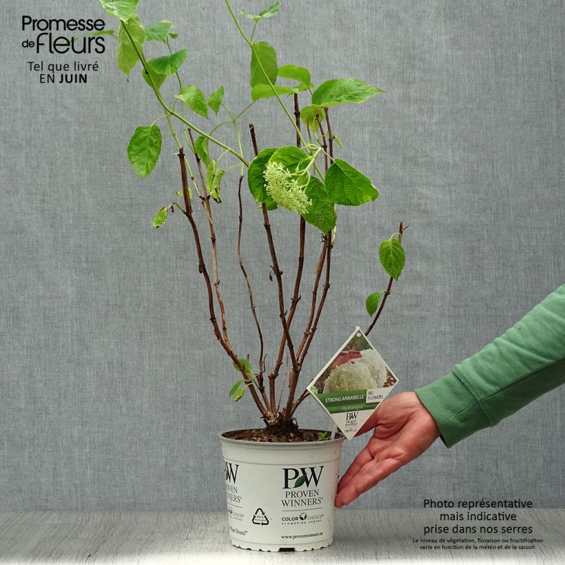 Exemplaar van Sneeuwballenhortensia Strong Annabelle Incrediball Pot van 2 l/3 l, Struik zoals geleverd in de zomer