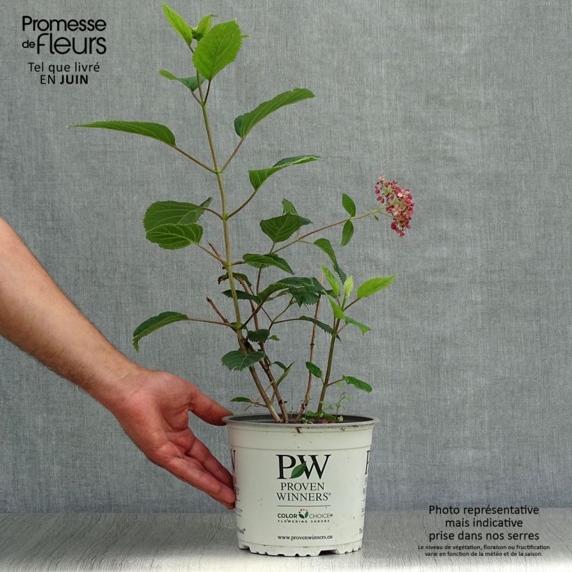 Exemplaar van Hydrangea arborescens Sweet Annabelle - sneeuwballenhortensia Pot van 2 l/3 l, Struik zoals geleverd in de zomer