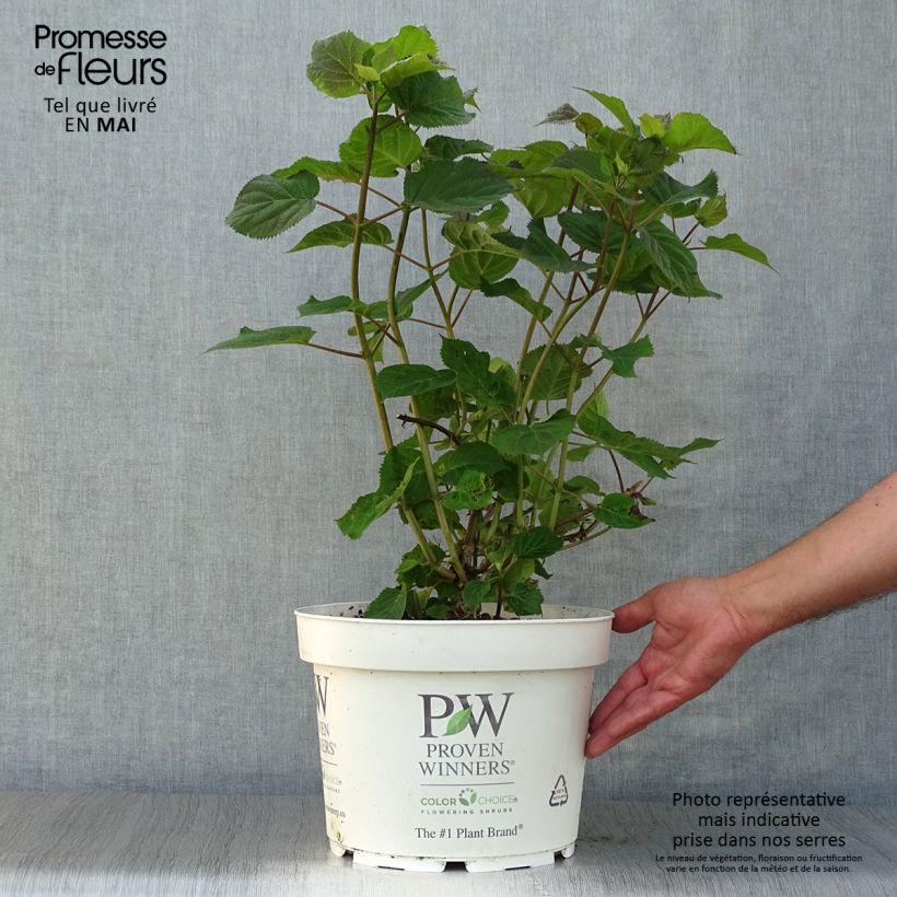 Exemplaar van Hydrangea arborescens Sweet Annabelle - sneeuwballenhortensia Pot van 7,5 l/10 l zoals geleverd in de lente