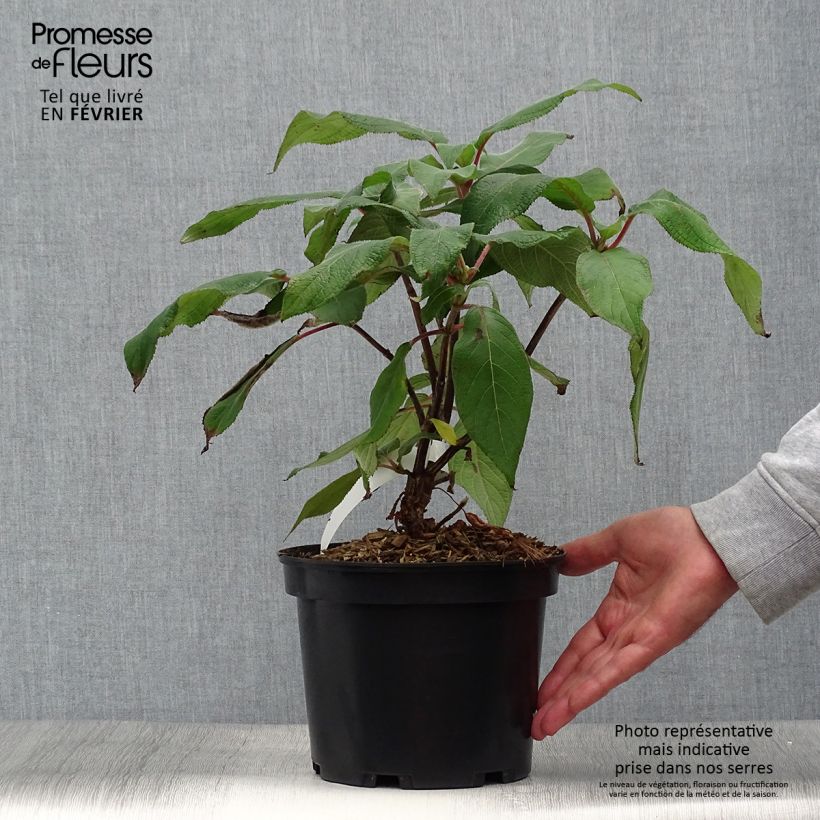 Exemplaar van Hydrangea aspera Anthony Bullivant - Fluweelhortensia Pot van 3 l/4 l zoals geleverd in de herfst