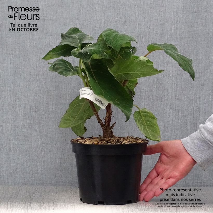 Exemplaar van Hydrangea aspera Bellevue - Fluweelhortensia Pot van 4 l/5 l zoals geleverd in de herfst