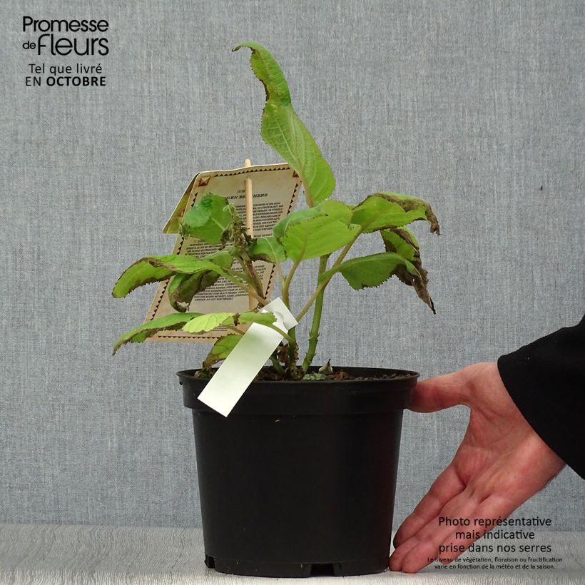 Exemplaar van Hydrangea aspera Goldrush - Fluweelhortensia Pot van 2 l/3 l zoals geleverd in de herfst