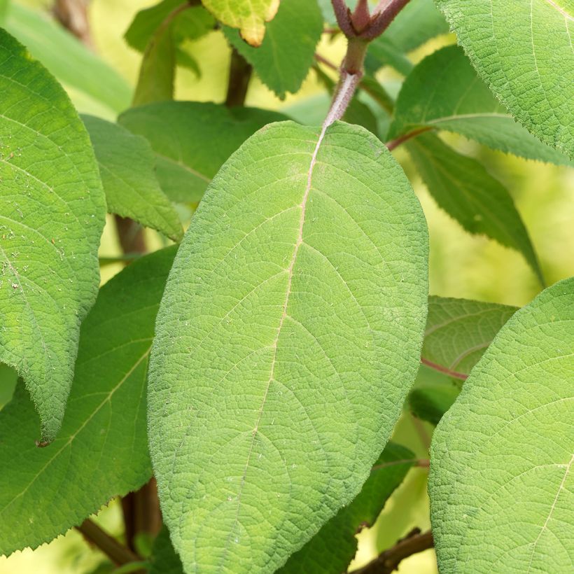 Hydrangea aspera Goldrush - Fluweelhortensia (Blad)