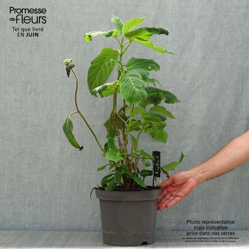 Exemplaar van Hydrangea aspera Macrophylla - Fluweelhortensia Pot van 7,5 l/10 l zoals geleverd in de zomer