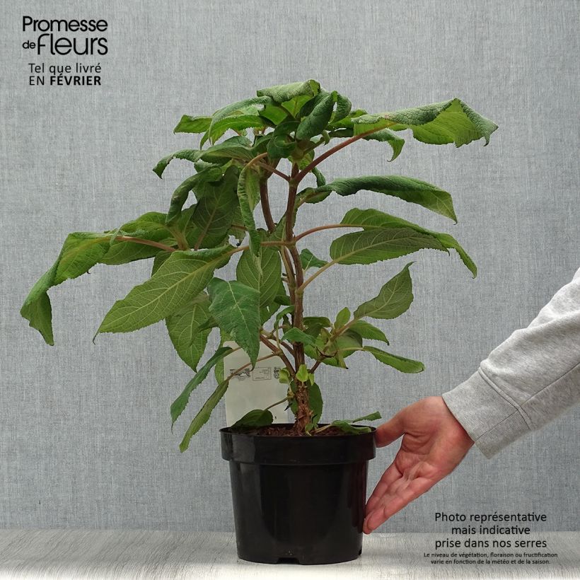 Exemplaar van Hydrangea aspera Macrophylla - Fluweelhortensia Pot van 2 l/3 l zoals geleverd in de herfst