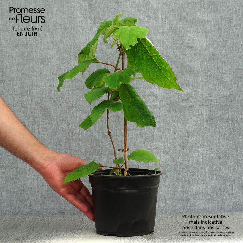 Exemplaar van Hydrangea aspera Macrophylla - Fluweelhortensia Pot van 2 l/3 l zoals geleverd in de zomer