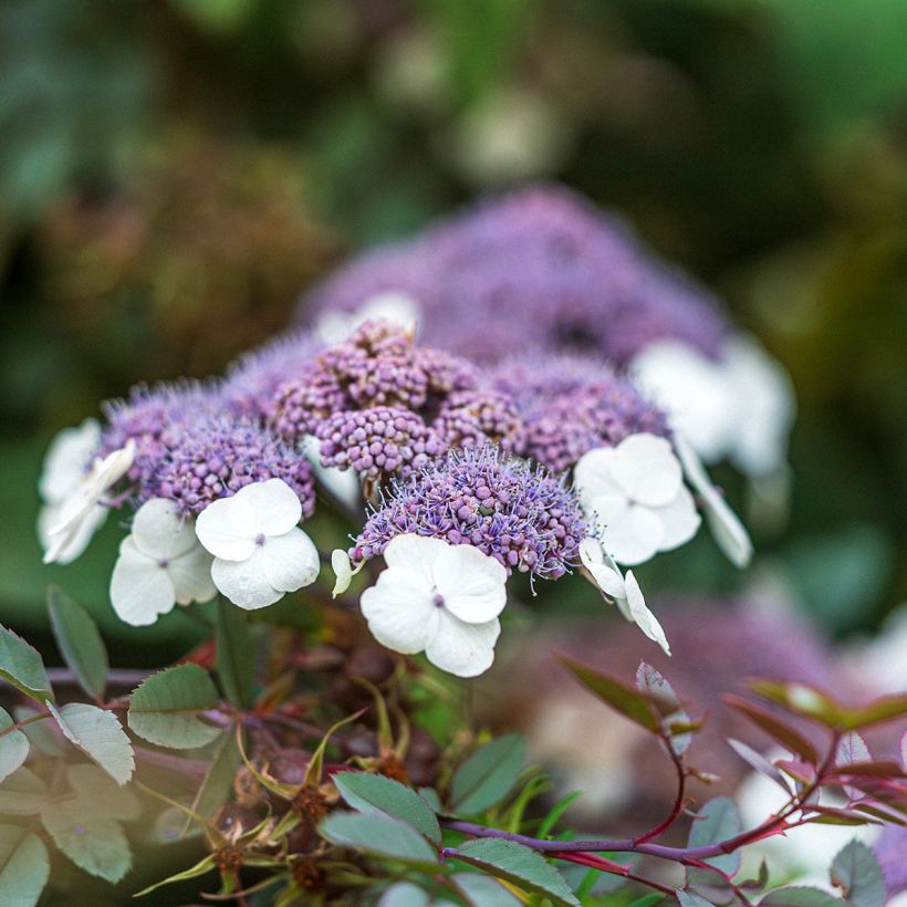 Hydrangea aspera Macrophylla - Fluweelhortensia (Bloei)