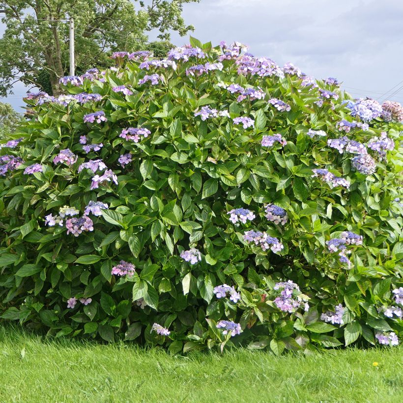 Hydrangea aspera Macrophylla - Fluweelhortensia (Groeiplaats)