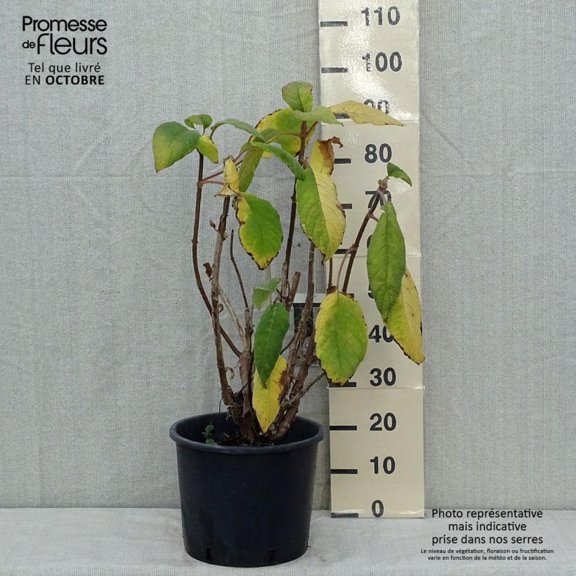 Exemplaar van Hydrangea aspera Macrophylla - Fluweelhortensia Pot van 12 l/15 l zoals geleverd in de herfst