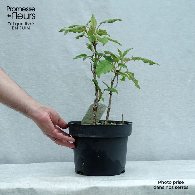 Exemplaar van Hydrangea aspera Sargentiana - Fluweelhortensia Pot van 3 l/4 l zoals geleverd in de zomer
