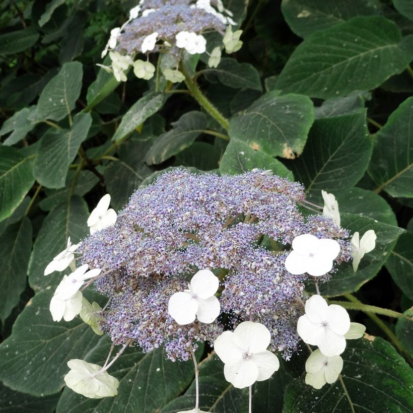 Hydrangea aspera Villosa - Fluweelhortensia (Bloei)