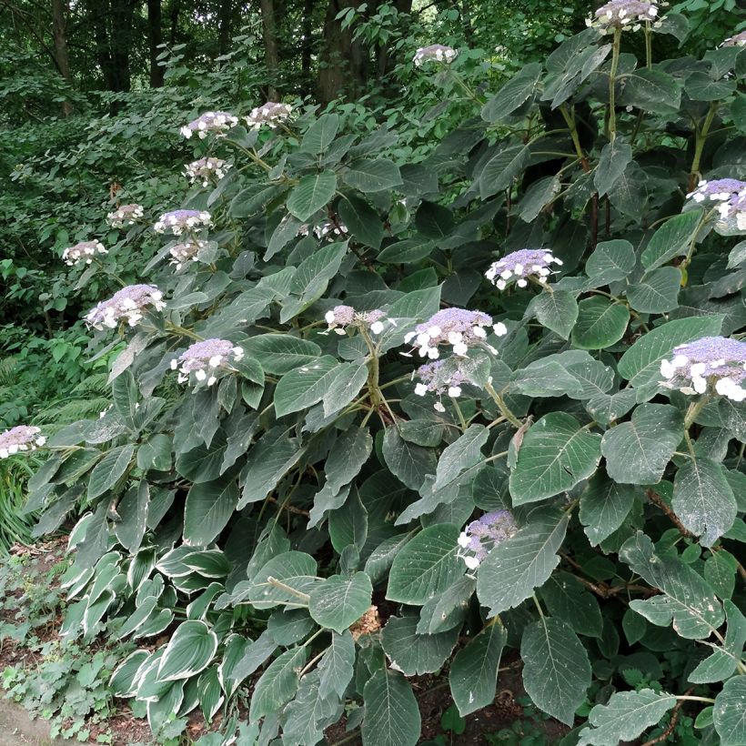 Hydrangea aspera Villosa - Fluweelhortensia (Groeiplaats)