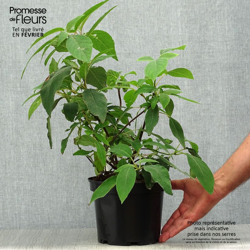Exemplaar van Hydrangea aspera Villosa - Fluweelhortensia Pot van 3 l/4 l zoals geleverd in de herfst