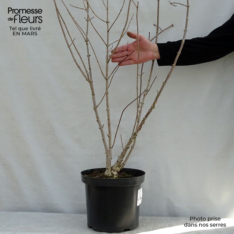 Exemplaar van Hydrangea heteromalla - Hortensia Pot van 7,5 l/10 l zoals geleverd in de lente