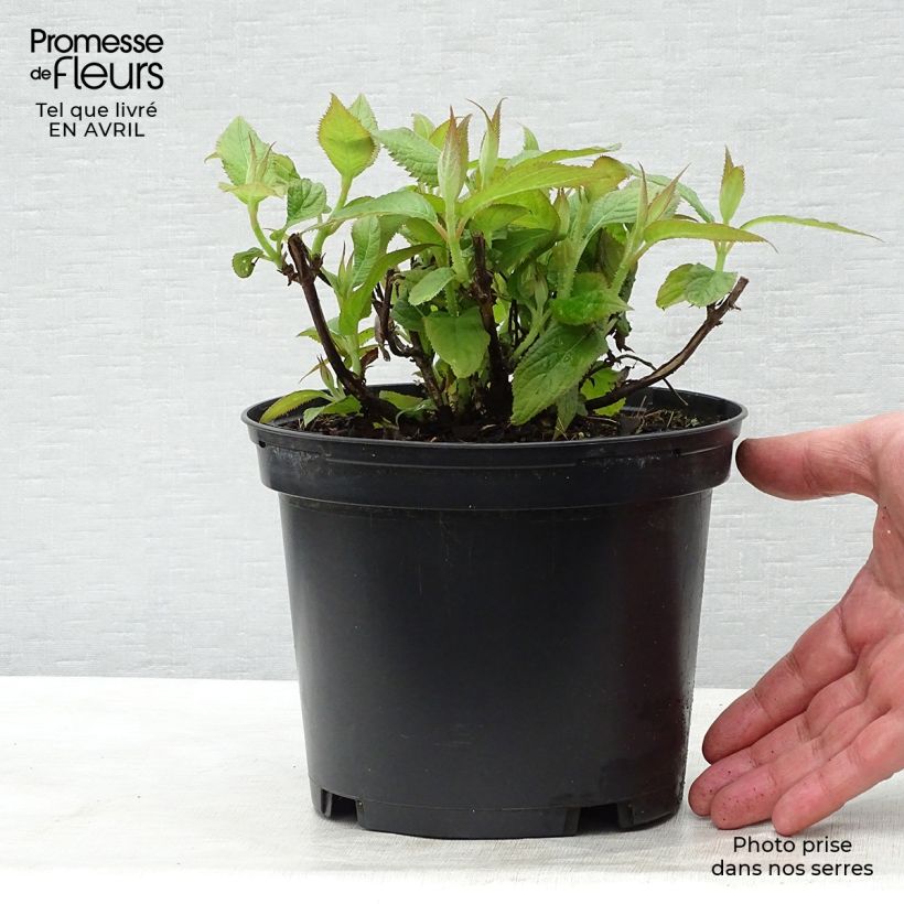 Exemplaar van Hydrangea involucrata - Hortensia Pot van 2 l/3 l zoals geleverd in de lente