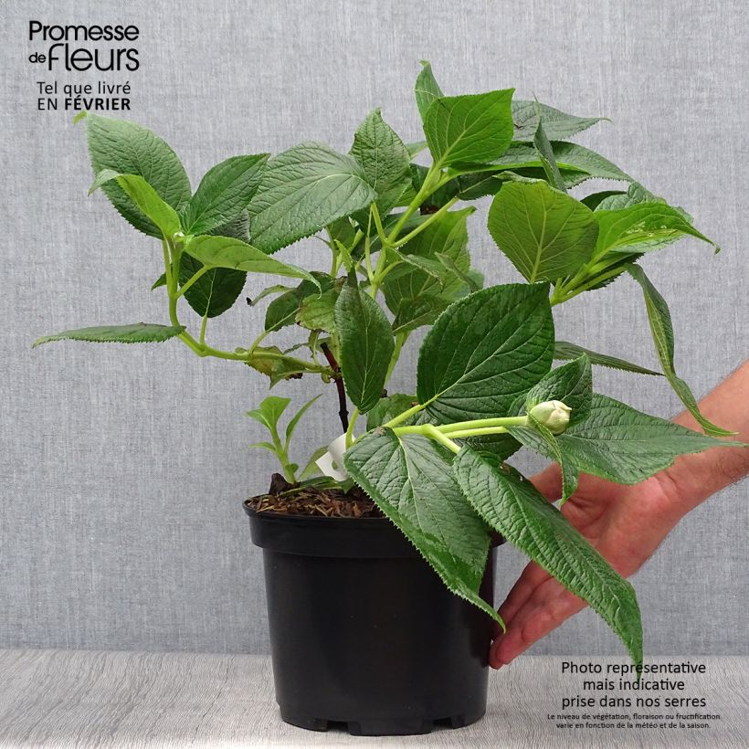 Exemplaar van Hydrangea involucrata Yoraku Tama - Hortensia Pot van 4 l/5 l zoals geleverd in de herfst