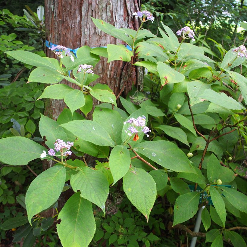 Hydrangea involucrata - Hortensia (Groeiplaats)