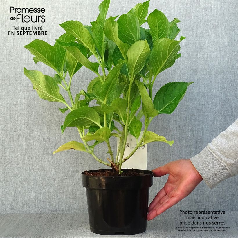 Exemplaar van Hydrangea macrophylla Ayesha - Bolhortensia Pot van 2 l/3 l, Struik zoals geleverd in de herfst