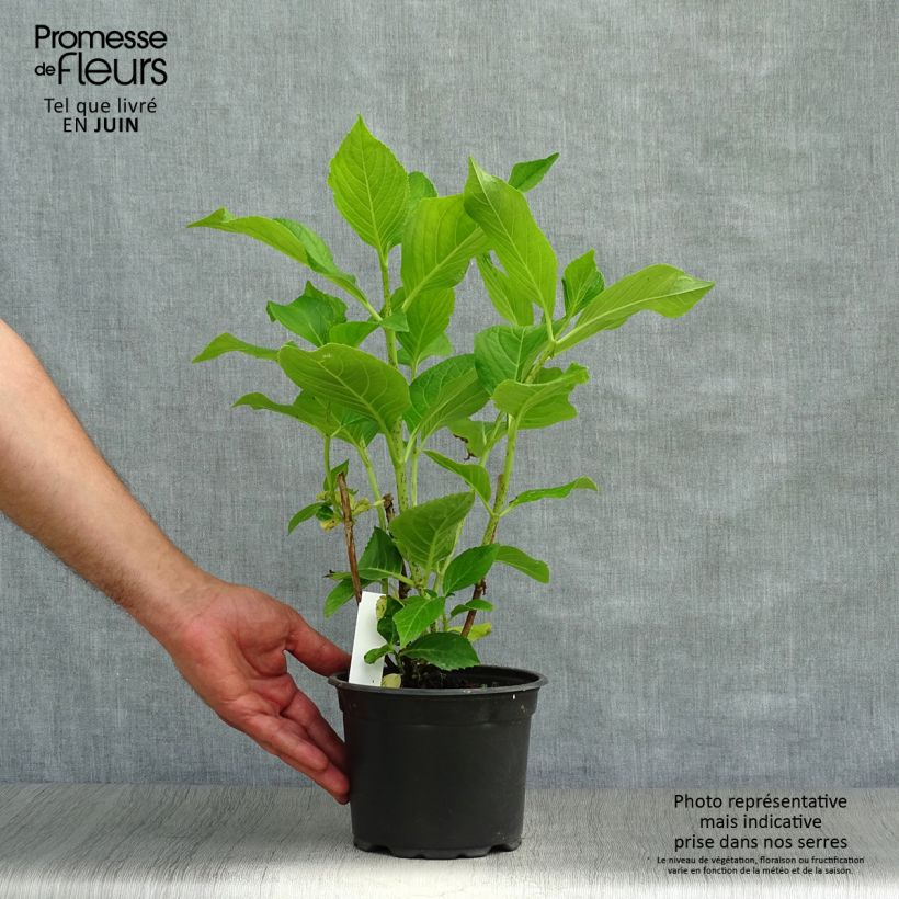 Exemplaar van Hydrangea macrophylla Ayesha - Bolhortensia Pot van 2 l/3 l, Struik zoals geleverd in de zomer