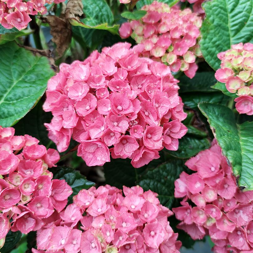 Hydrangea macrophylla Baron Rouge - Boerenhortensia rood (Bloei)