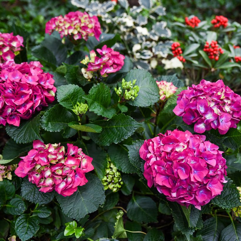Hydrangea macrophylla Baron Rouge - Boerenhortensia rood (Groeiplaats)