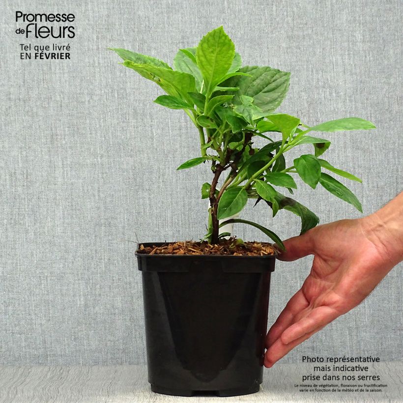 Exemplaar van Hydrangea macrophylla Beauté Vendômoise - Schermhortensia Pot van 2 l/3 l zoals geleverd in de herfst