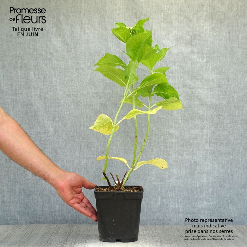 Exemplaar van Hydrangea macrophylla Beauté Vendômoise - Schermhortensia Pot van 2 l/3 l zoals geleverd in de zomer