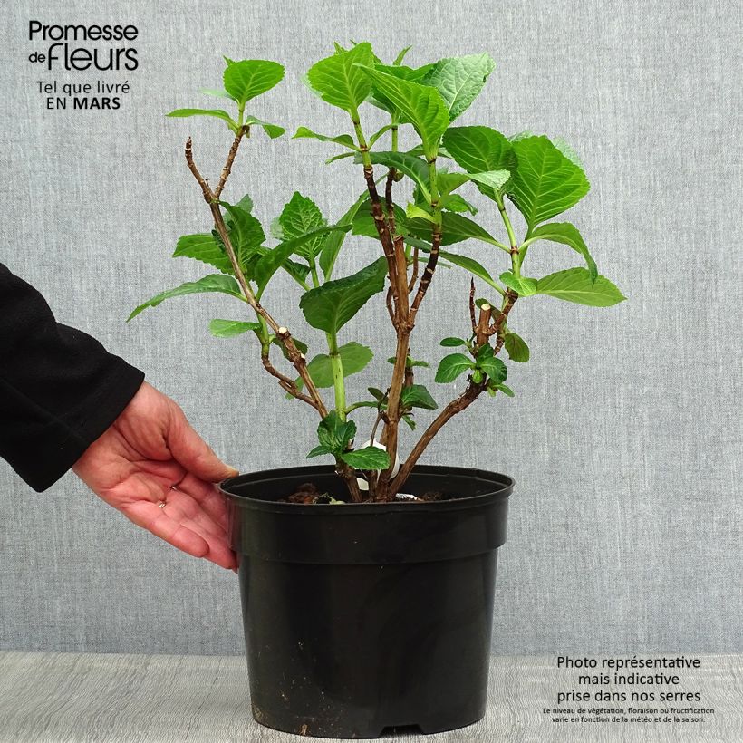 Exemplaar van Hydrangea macrophylla Beautensia Dali - Bolhortensia Pot van 4 l/5 l zoals geleverd in de lente