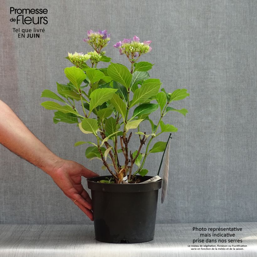 Exemplaar van Hydrangea macrophylla Beautensia Spike - Bolhortensia Pot van 4 l/5 l zoals geleverd in de lente