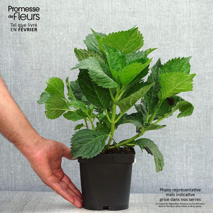 Exemplaar van Hydrangea macrophylla Benelux - Bolhortensia Pot van 2 l/3 l, Struik zoals geleverd in de herfst