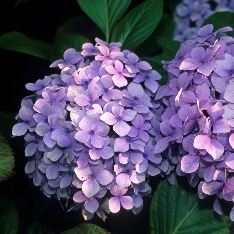 Hydrangea macrophylla Benelux - Bolhortensia (Bloei)